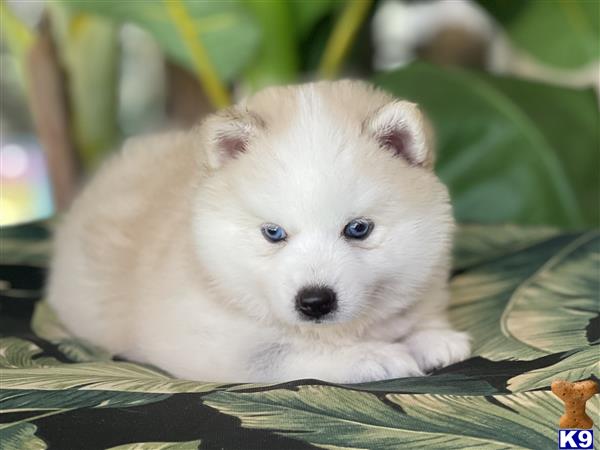 Puppy Pomsky Picture 3